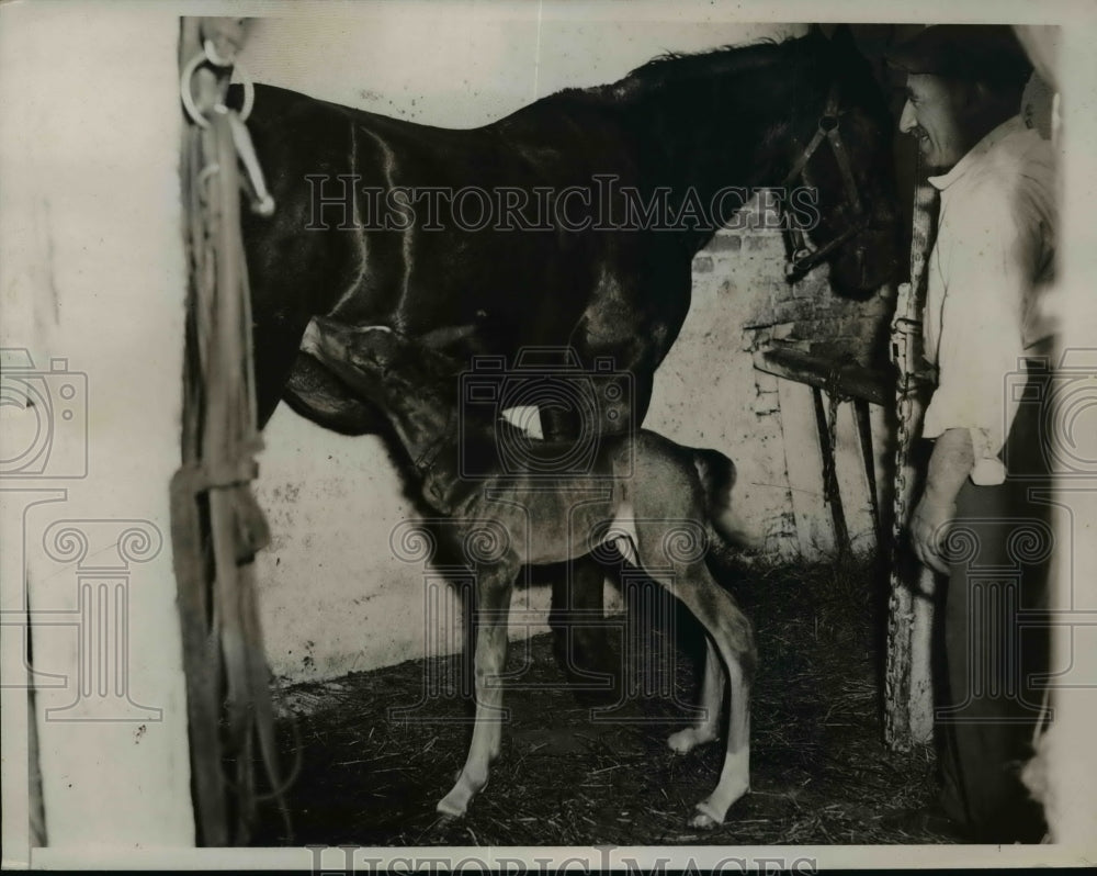 1935 Press Photo A mare &amp; her colt born at 111th Street &amp; Lenox Ave in NYC- Historic Images