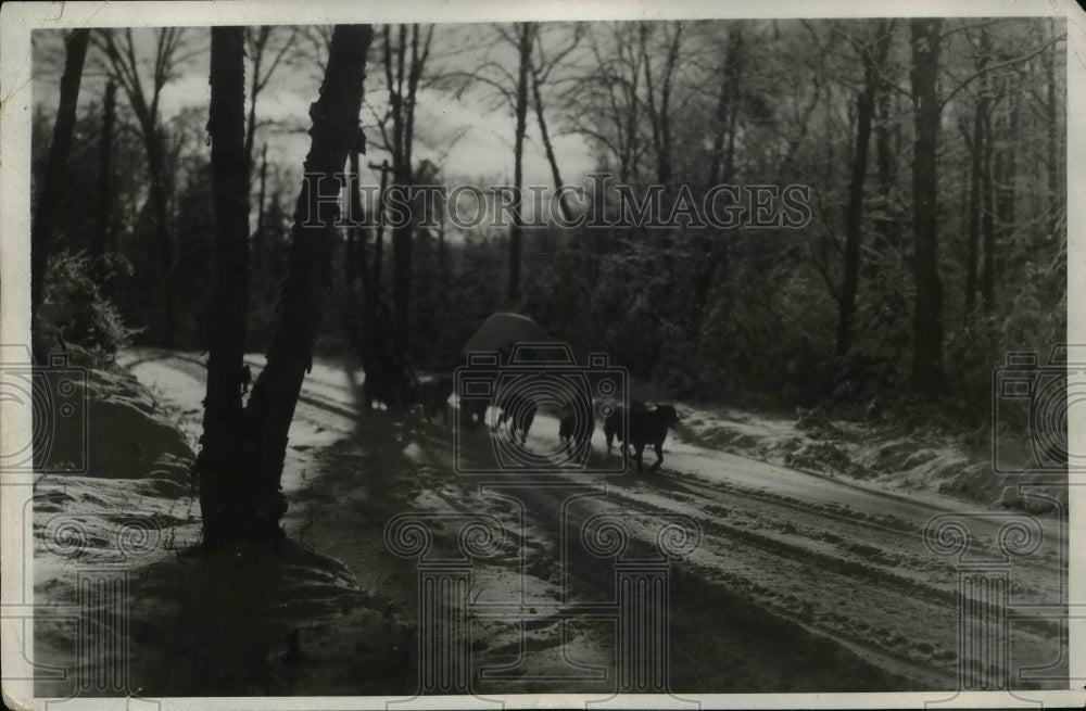 1931 Press Photo Earl Bryoges musher &amp; his dog sled team at Lake Placid NY - Historic Images