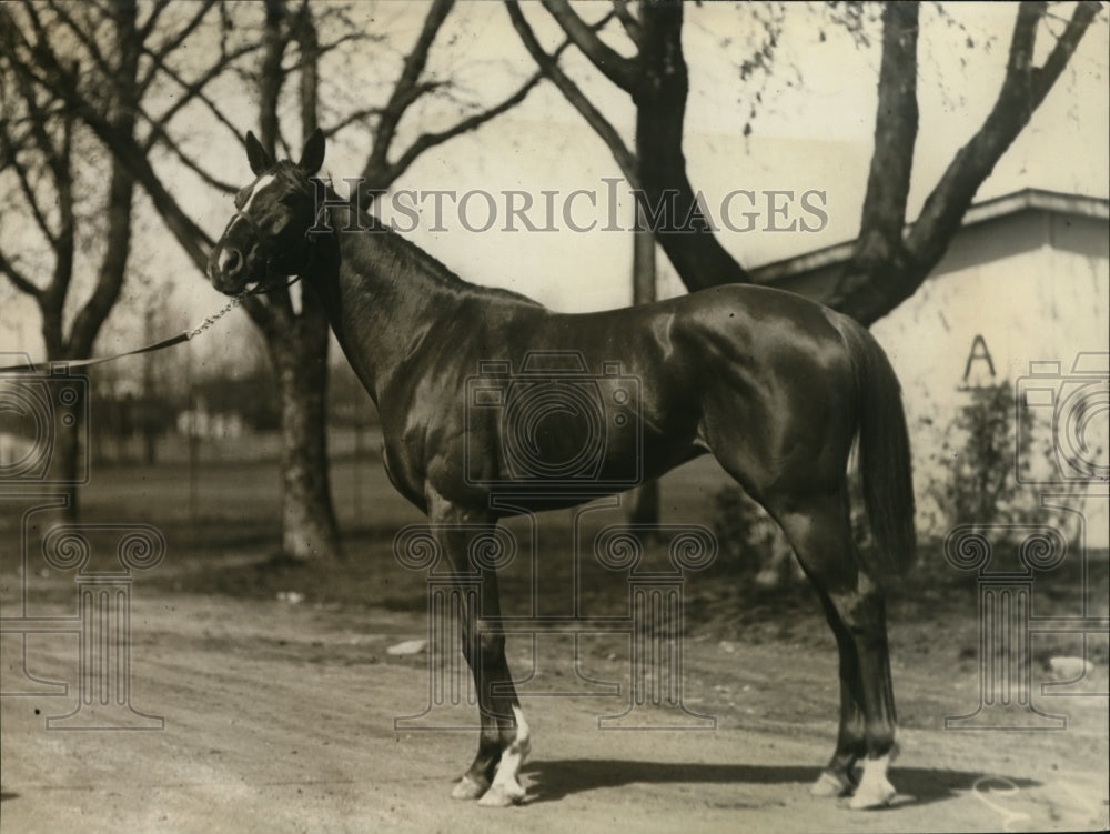 1921 Racehorse Muscullonge at a tracks stable area-Historic Images
