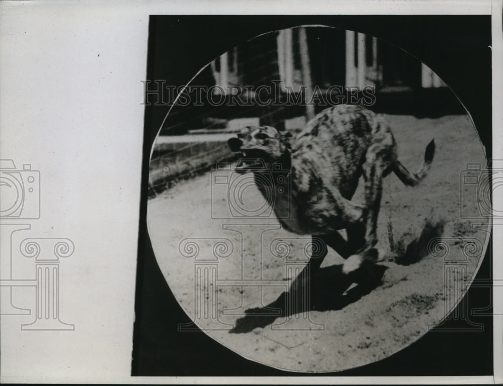 1935 Press Photo A greyhound in a dog race at the track - net29824 - Historic Images