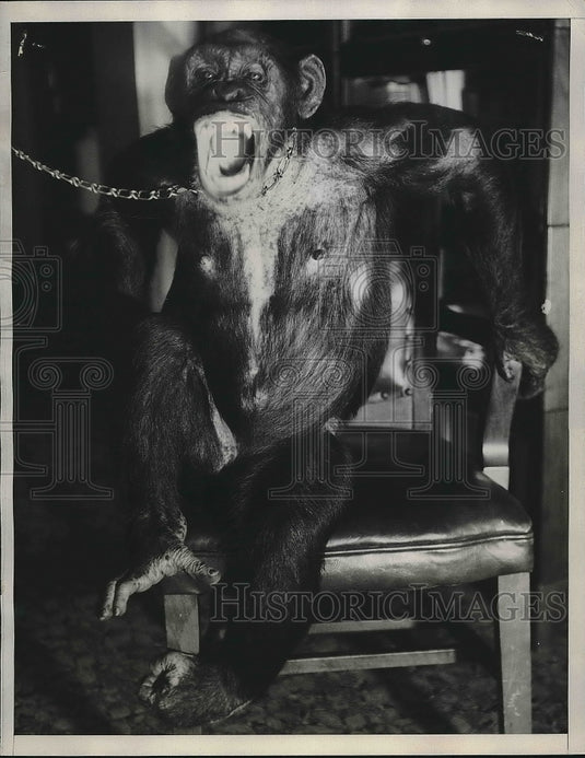 1934 Press Photo Actress Chimpanzee Mona Jungle Deb Objecting in Courtroom - Historic Images