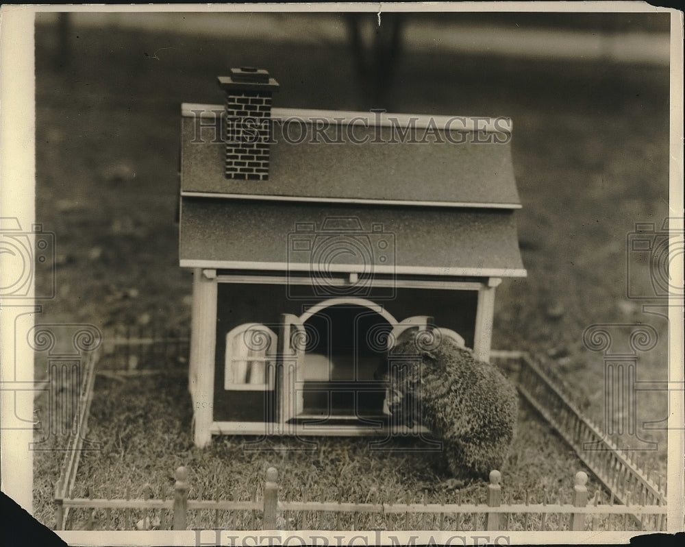 1928 Press Photo Mr. Ground-hog, shadow or no shadow - Historic Images