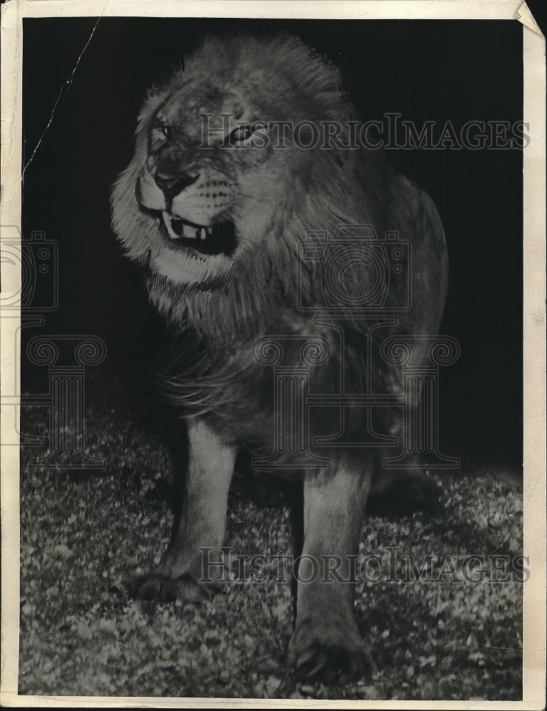 1941 Press Photo Huge Scary Snarling Lion That Wants to Eat You Alive - Historic Images