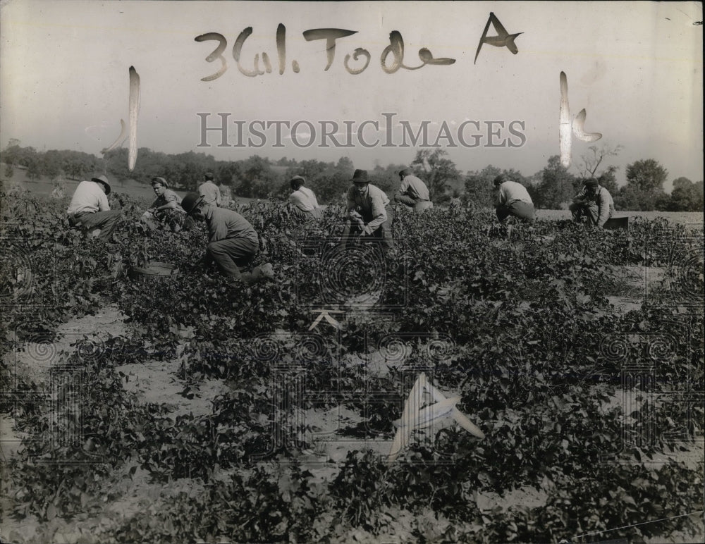 1920 Press Photo Prisoner Laborers Working in Field in Dayton - Historic Images