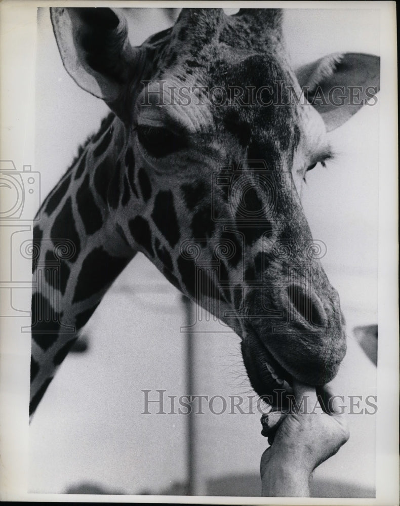 1970 Press Photo Knowland Park Zoo Giraffe Takes Thumb But Decides to Return It - Historic Images