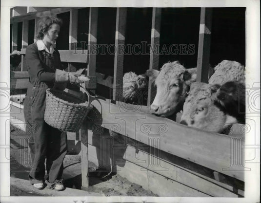 1941 Press Photo Mrs. Woodrow White Feeds Cattle in Gates County - Historic Images