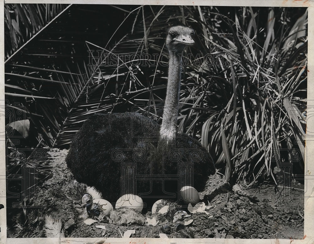 1934 Press Photo Father Sits On Nest At Los Angeles Ostrich Farm - Historic Images