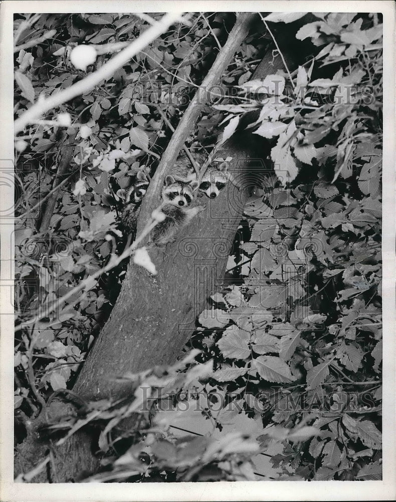 1953 Press Photo Three  Raccoon that were treed by hounds after going to town. - Historic Images