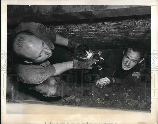1949 Press Photo ASPCA & Rescue Worker Save Tomcat - Historic Images