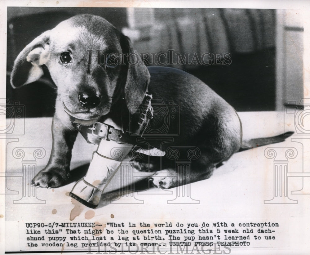 1952 Press Photo Five week old Dachshund puppy lost a leg at birth. - Historic Images