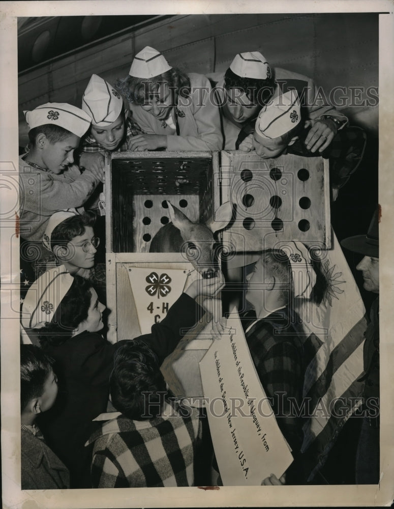 1948 Press Photo Girlie, 14 month-old orphaned fawn gets a tidbit from June - Historic Images