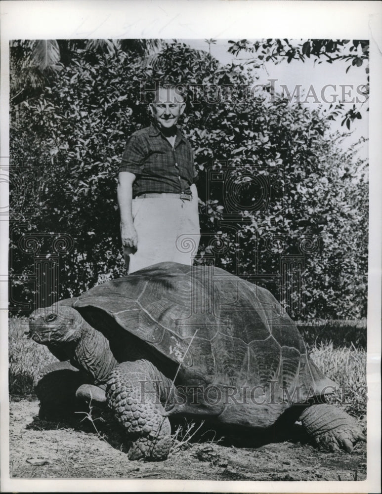 1958 Press Photo A 4-feet long, 450-pound tortoise roaming around - Historic Images