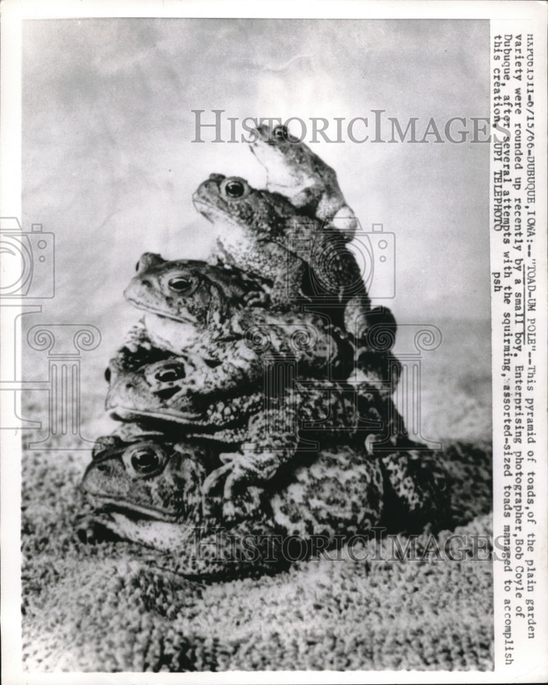 1966 Press Photo Pyramid of taods at the Plain Garden - Historic Images