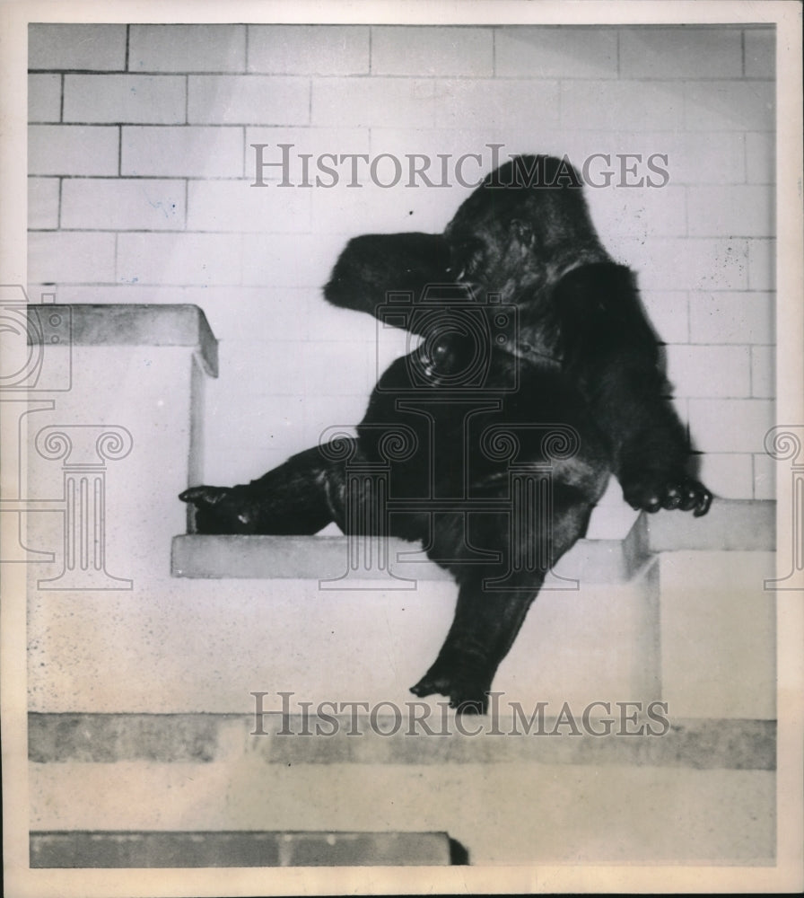 1951 Press Photo Oka Gorilla At Bronx Zoo - Historic Images