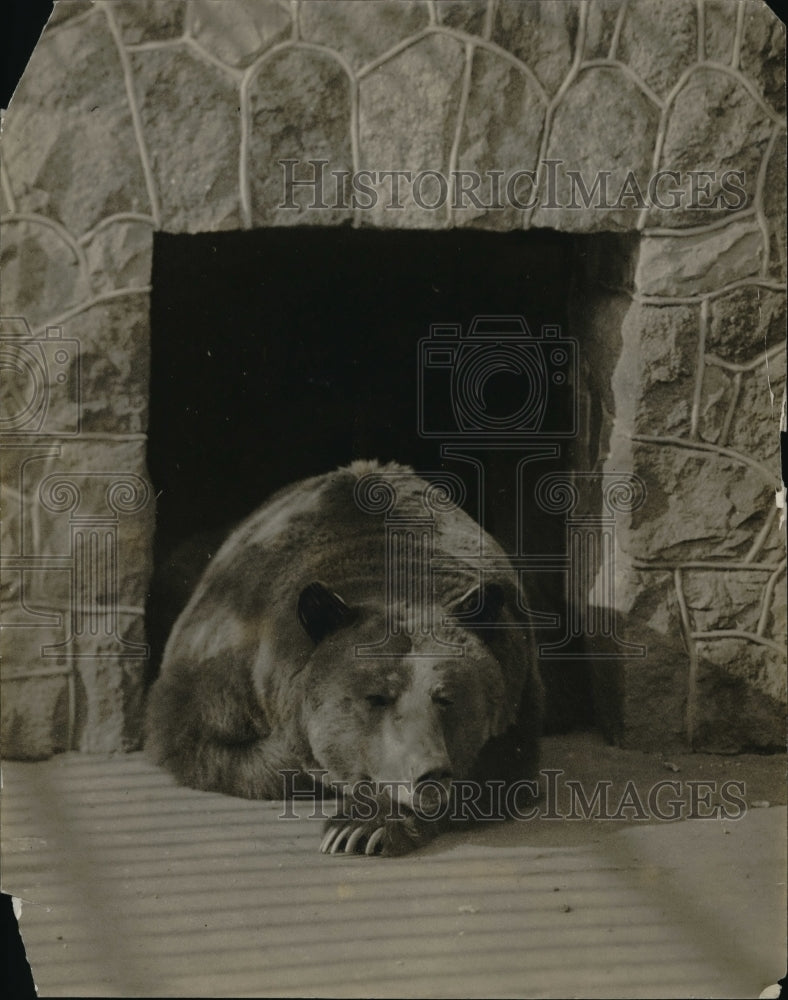 1917 Press Photo  A bear in its zoo enclosure - Historic Images