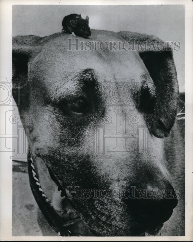 Press Photo Bonita a great dane and mouse Woodstock San Diego, California - Historic Images