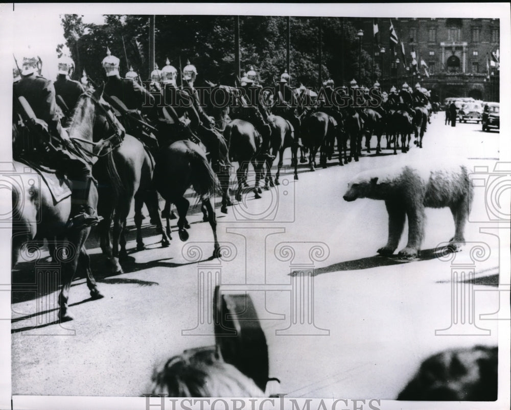 1956 Press Photo Swedish Royal Guardsmen Break Line as Horses Shy From Bear-Historic Images