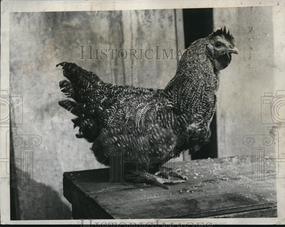 1934 Press Photo Wingless Rooster National Zoo Washington DC - Historic Images