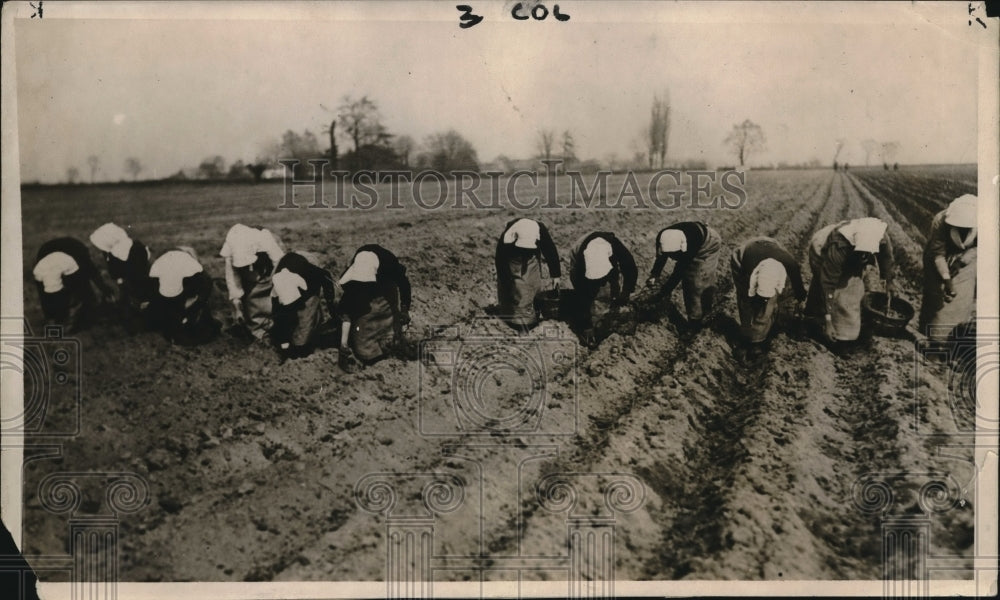 1918 Press Photo Largest US Potato Crop - Historic Images