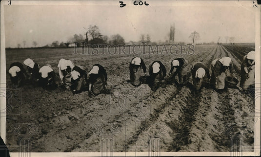1918 Press Photo Largest US Potato Crop - Historic Images