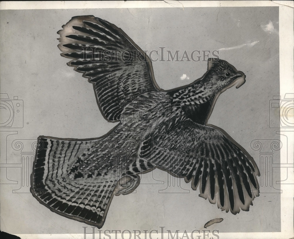 1929 Press Photo An illustration of a quail flying - Historic Images