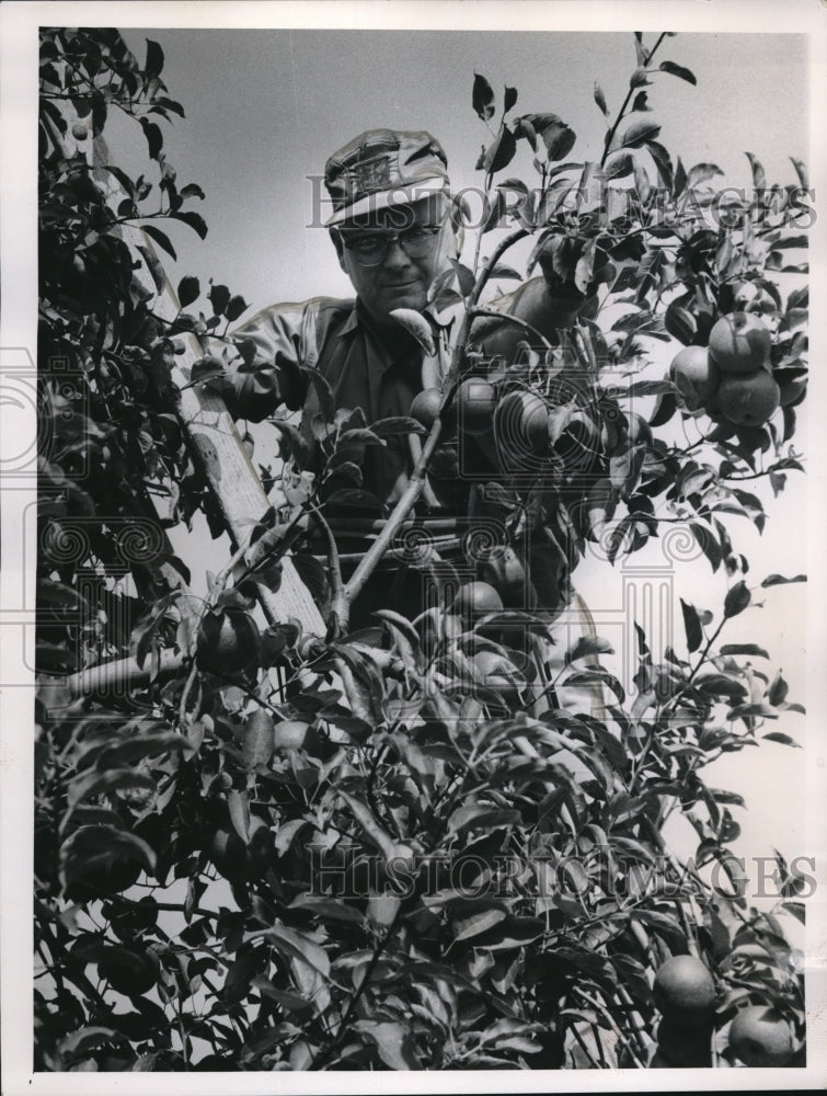 1963 Press Photo E.S. McConnell Apples &amp; Peaches - Historic Images