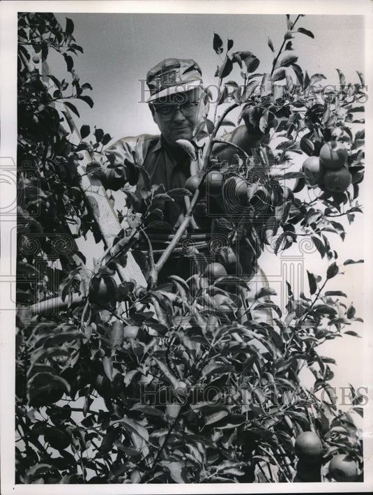 1963 Press Photo E.S. McConnell Apples & Peaches - Historic Images