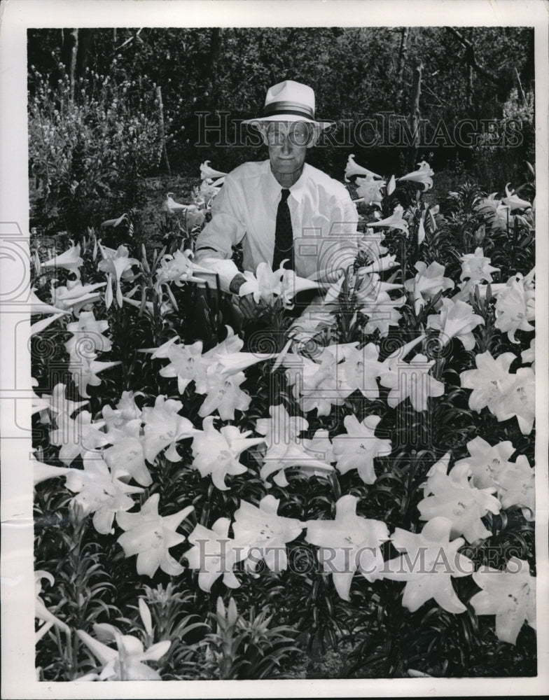 1954 Press Photo Horticulturist Howard E.D. Smith Growing Lily Flowers-Historic Images