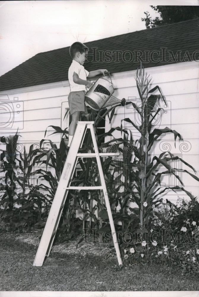 1954 Press Photo 5 Year Old David Spinney Waters Corn Crop Stalks from Ladder - Historic Images