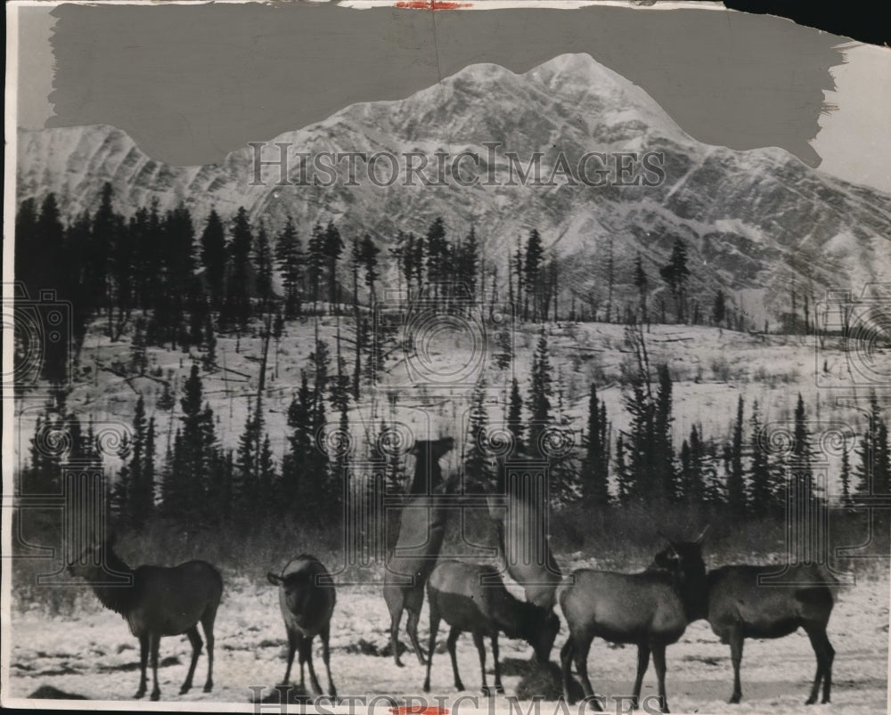 1926 Press Photo Elk at foot of Pyramid Mt Jasper Natl park in Alberta Canada-Historic Images