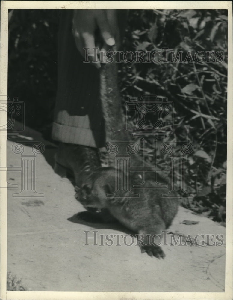 1938 Press Photo Kinkajou Honeybear - Historic Images