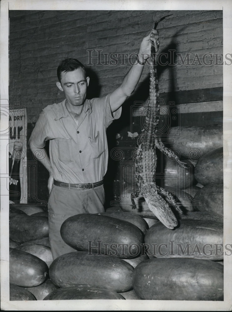 1947 Press Photo Alligator found by watermelons - Historic Images