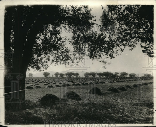 1919 Press Photo Farmers haystacks line his fields in Ohio - Historic Images