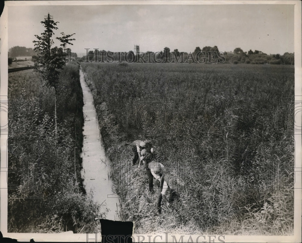 1928 Press Photo laborers at work in osier beds near Taunton - Historic Images