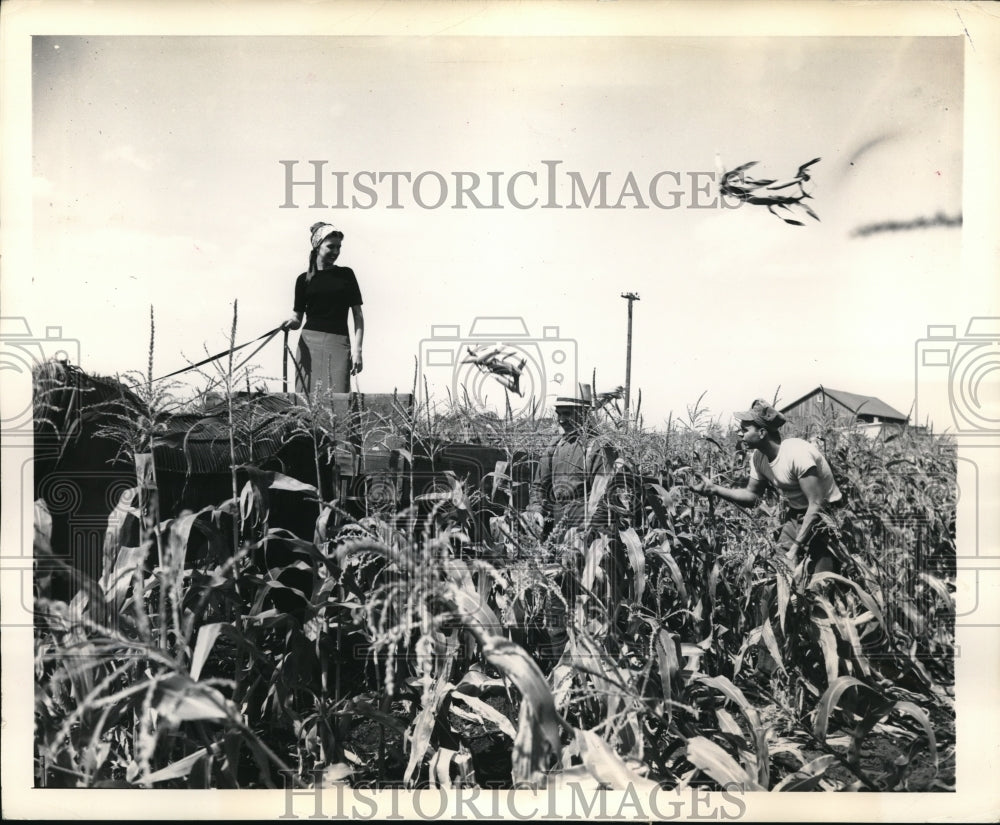 1948 Press Photo Martin Beer &amp; son Gordon demo corn picking to Bee Dwight in Ill - Historic Images