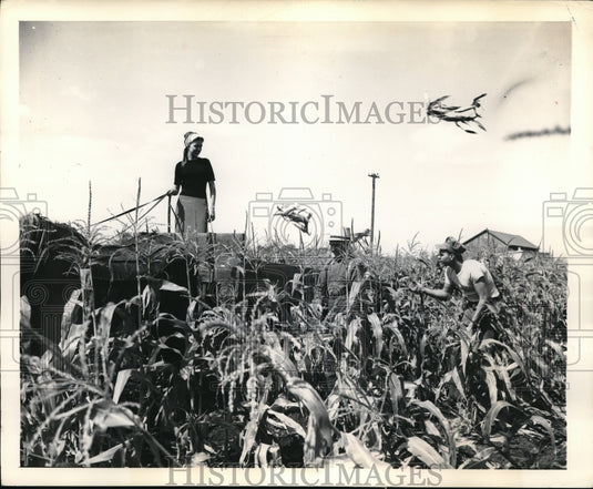 1948 Press Photo Martin Beer & son Gordon demo corn picking to Bee Dwight in Ill - Historic Images