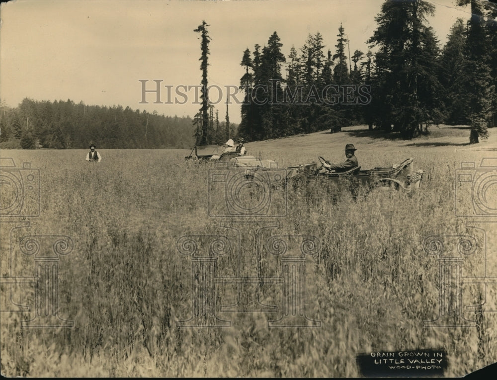 1923 Press Photo Grain Grown in Little Valley - Historic Images