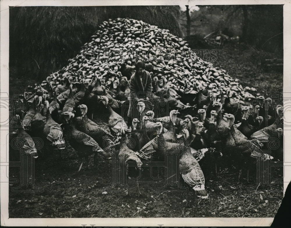 1927 Press Photo Scene show a Turkey farm in Norfolk during feeding of birds in - Historic Images