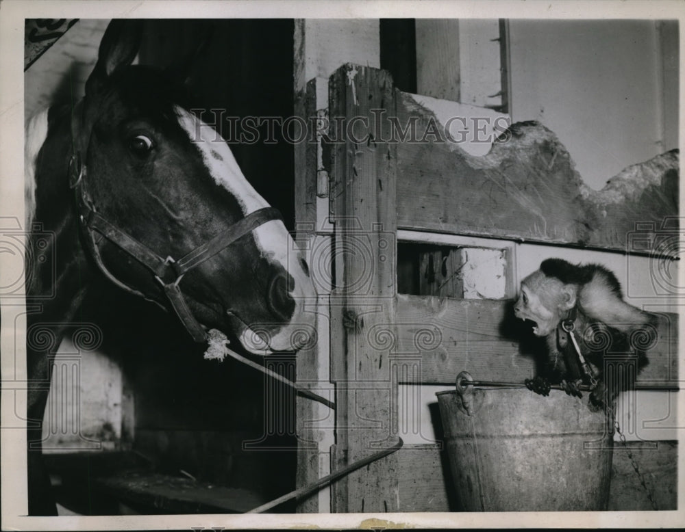 1943 Press Photo Bosco the Monk at Chicago Stockyard Horse Auction - Historic Images