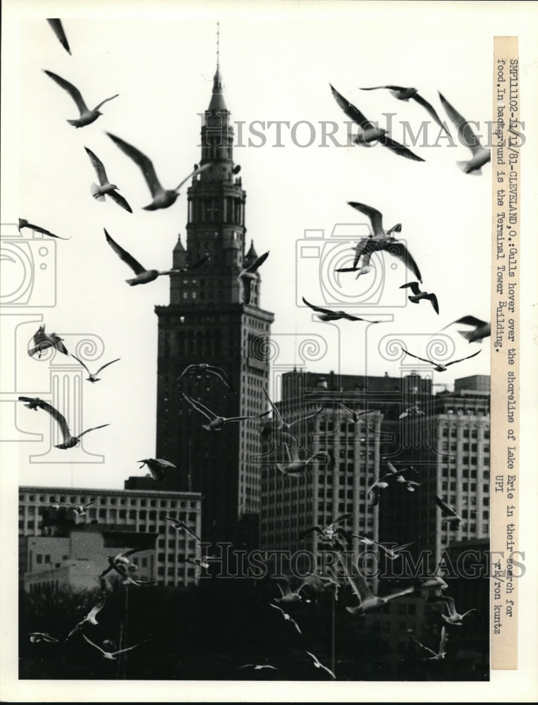 1961 Press Photo Cleveland Ohio Gulls  at Lake Erie shoreline at Terminal Tower - Historic Images