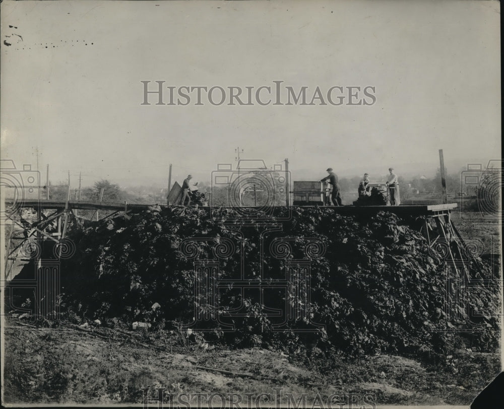 1921 Press Photo grapes harvested for jelly and oil - Historic Images