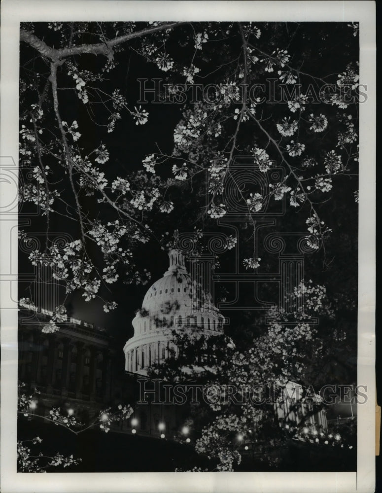 1950 Japanese Cherry Blossoms at Capitol Building Washington DC-Historic Images