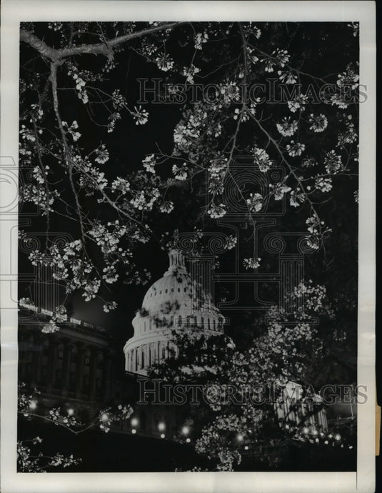 1950 Japanese Cherry Blossoms at Capitol Building Washington DC-Historic Images