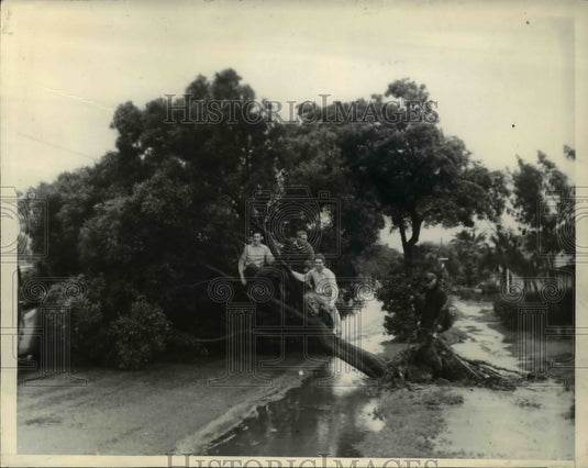 1938 Press Photo Tree Uprooted by Storm, Lennox Boulevard, Inglewood California - Historic Images