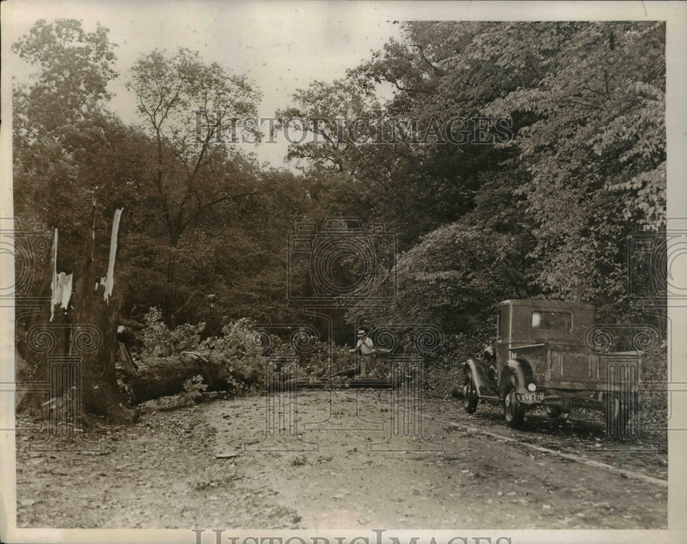 1938 Press Photo Workmen Clearing Uprooted Trees Bronx Park, New York City - Historic Images