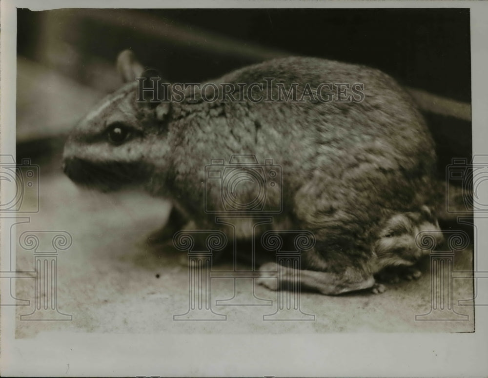 1929 Press Photo A Viscacha S American rodent at a zoo - Historic Images