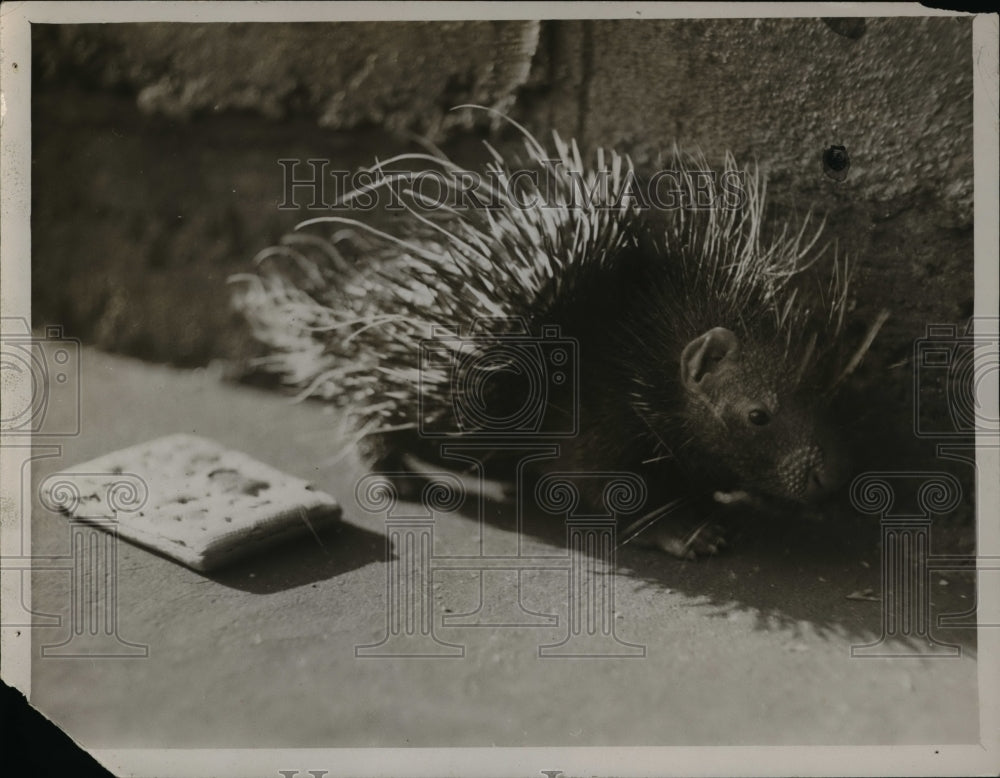 1930 Press Photo Baby African porcupine at the zoo - Historic Images