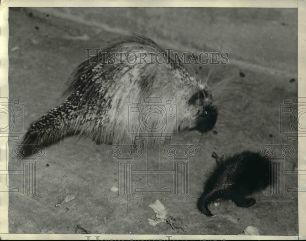 1936 Press Photo Baby porcupine &amp; mom at Griffith Park zoo in La Calif - Historic Images