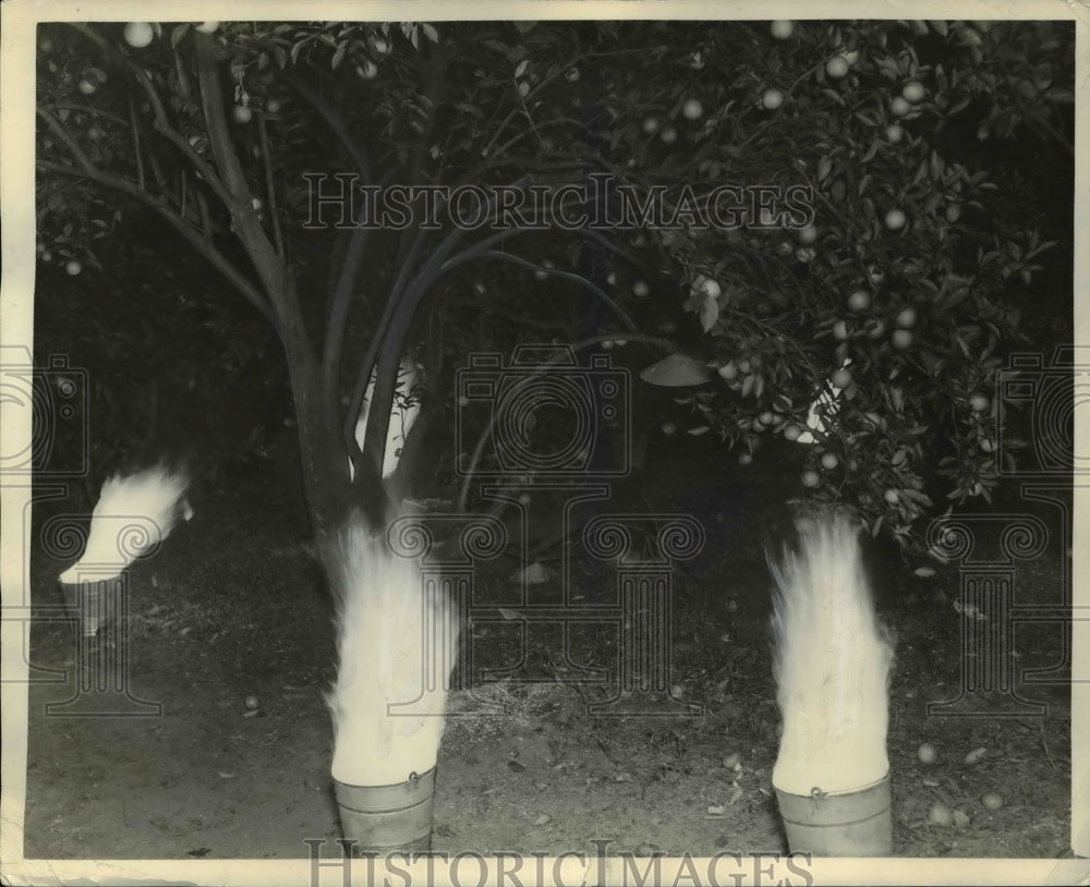 1937 Press Photo Smudge Pots Citrus Grove Orlando Florida - Historic Images