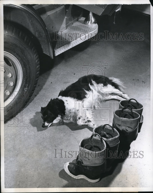 1960 Press Photo Smoky the dog  at a firehouse ass mascot - Historic Images